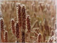 Psyllium Plants 07